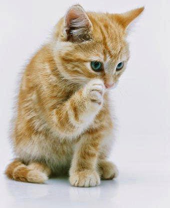 Gambar Kucing Lucu dan Imut Gambar Kucing Lucu dan Imut