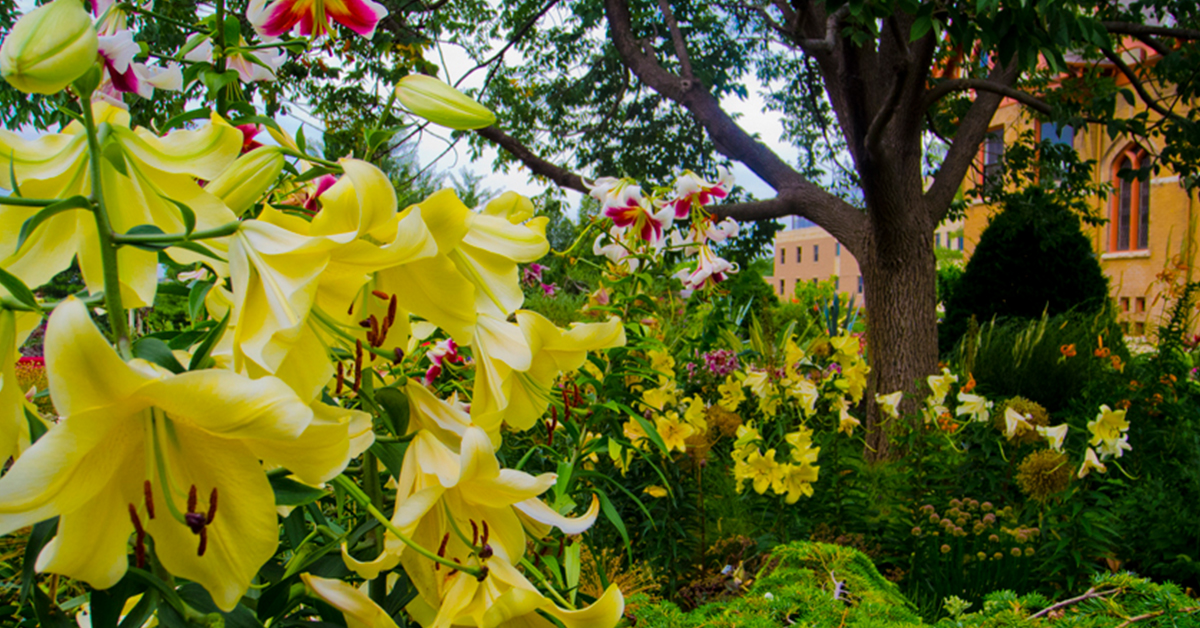 Wisconsin Explorer Allen Centennial Gardens Uw Madison