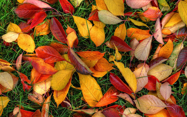 Wallpaper Autumn Leaves