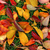 Wallpaper Autumn Leaves