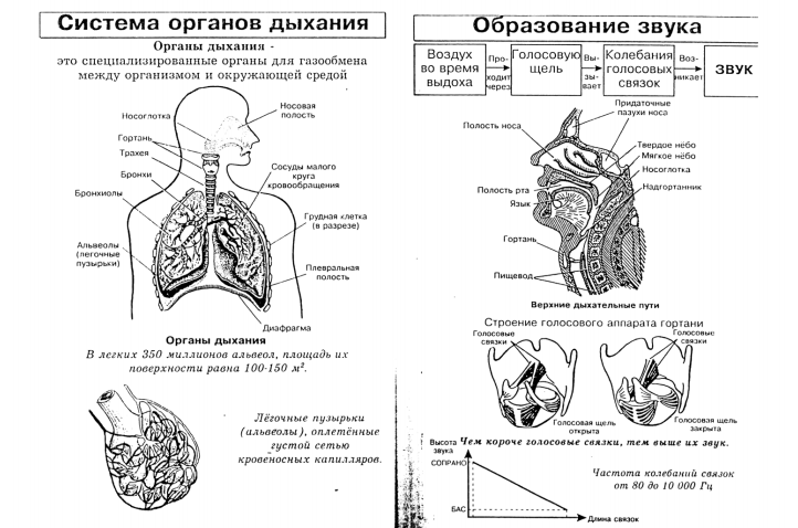Биология 8 класс в схемах и таблицах