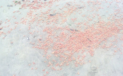 crustaceos langostinos muertos en playas de peru