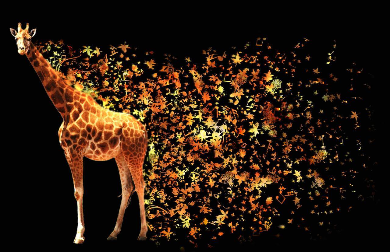 Giraffe Wallpaper Download In High Resolution - Free New Wallpapers