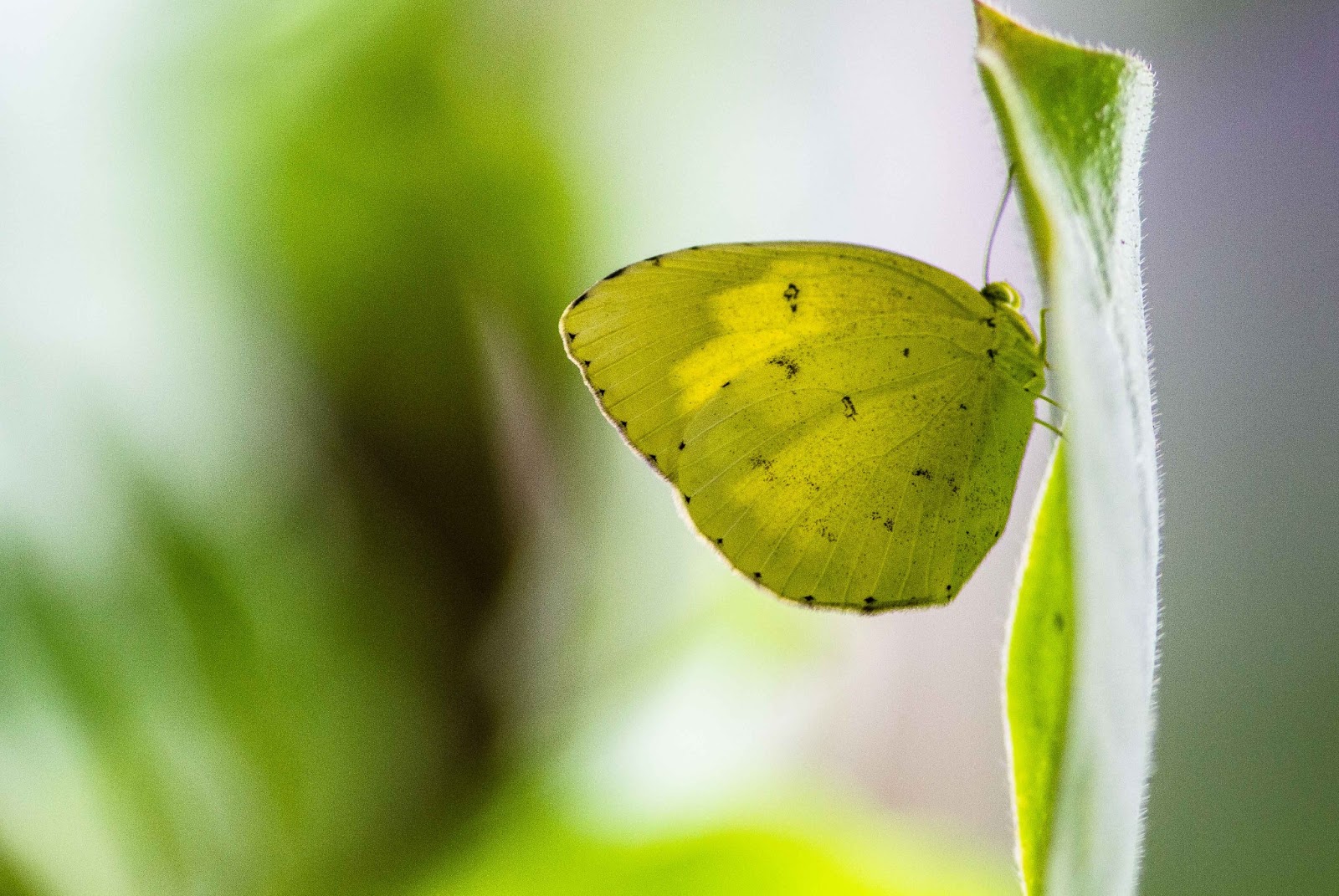 Musicroom's Imaging: Large Grass Yellow Butterfly