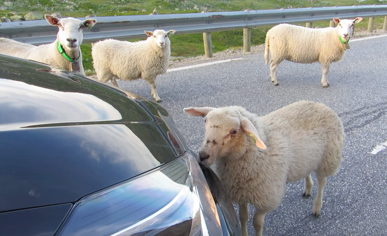 Miss HappyFeet Car rental in Norway 42 things to know before hitting