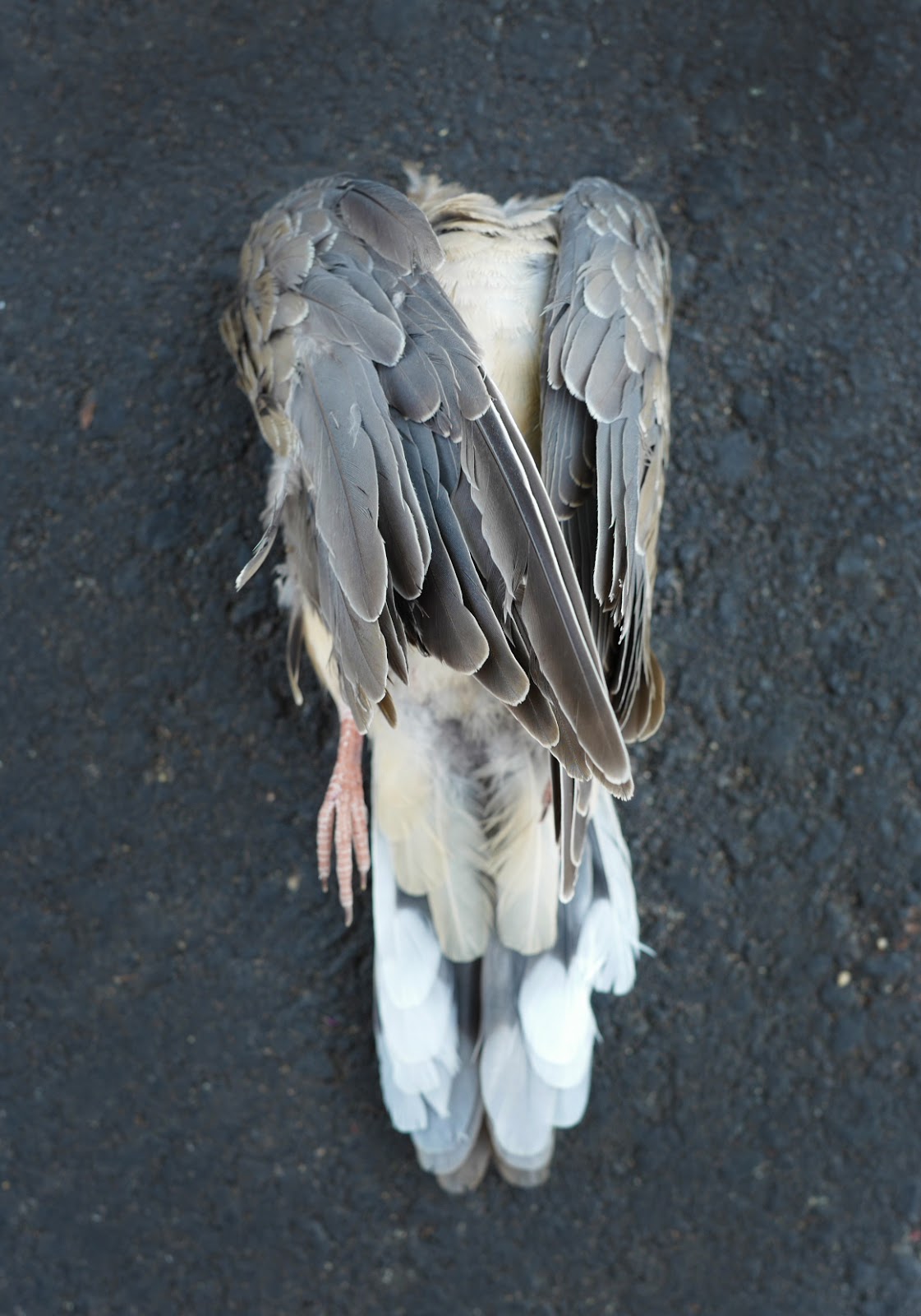 BMode The headless bird and a life of optimisim..