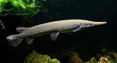 Klasifikasi Dan Morfologi Ikan Aligator sebagai ikan hias