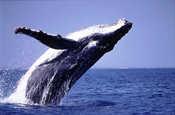  gambar ikan paus XTRA TWO