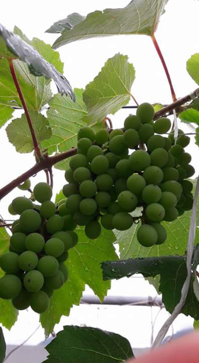 Chuyen la Viet Nam: Gian nho Phap triu qua tren san thuong - Anh 4