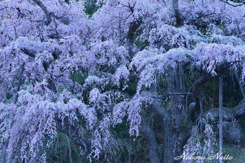 Photalk 福島の桜を追う旅 2日目