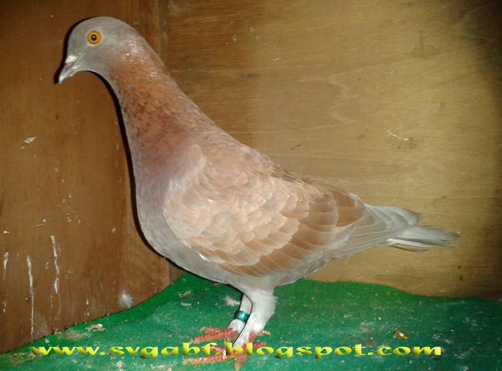 Merpati Balap SvGA Bird Farm Oktober 2012