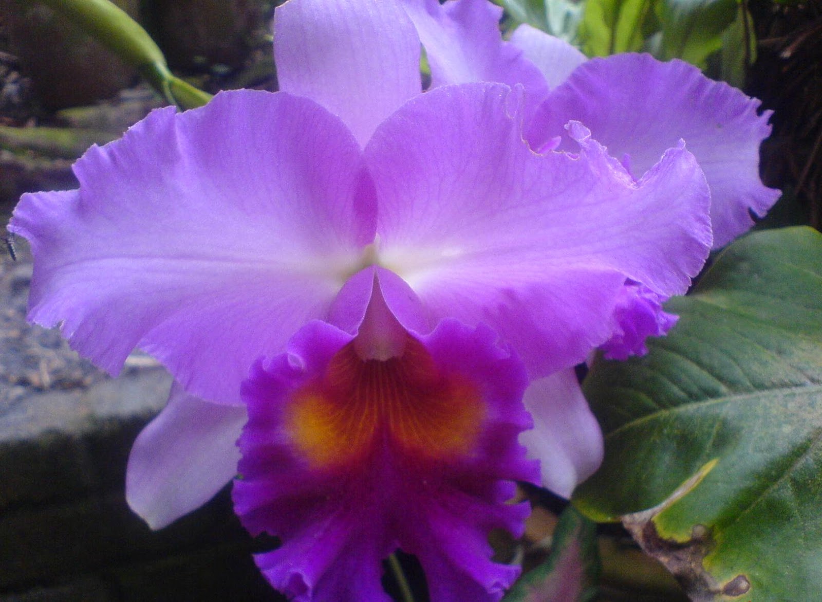  BUNGA  ANGGERIK Koleksi gambar bunga orkid yang cantik  
