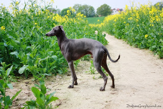 NATAN z Ochoczej Italian Greyhound