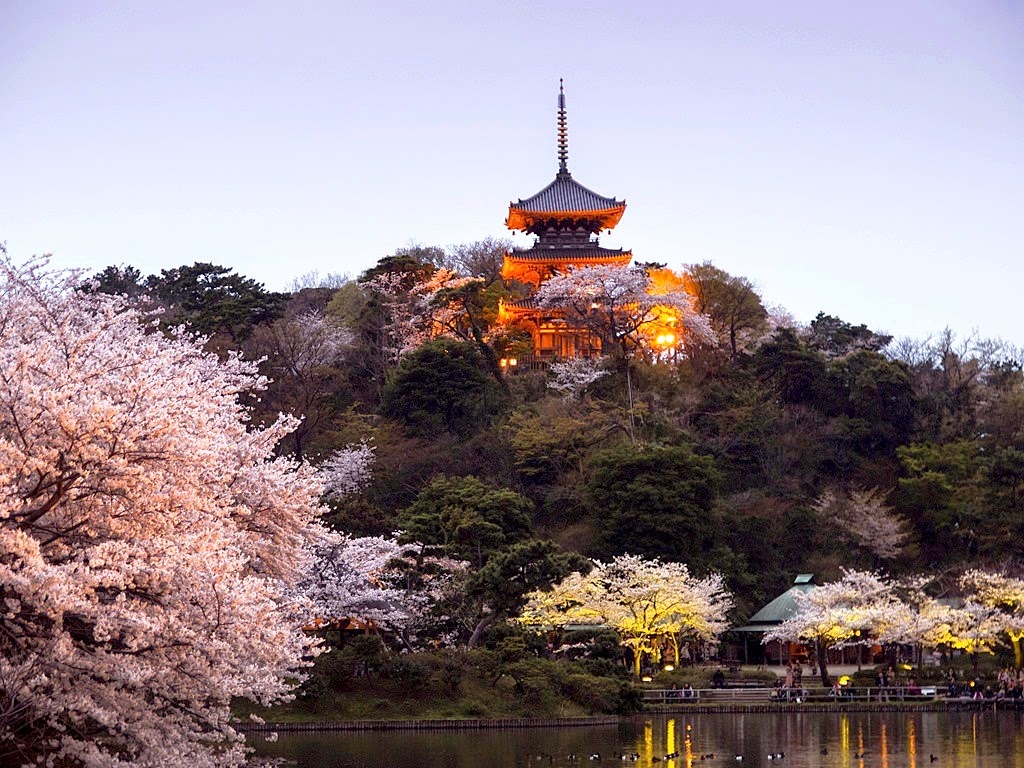 FROM THE GARDEN OF ZEN Illuminated Sakura (Japanese cherry) blossoms