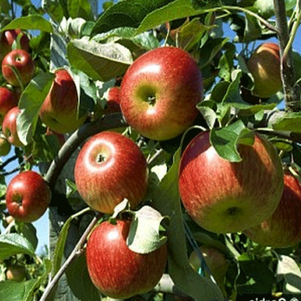 manfaat-apel-malang