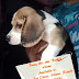 Cute Beagle pups available in Ranchi looking for home