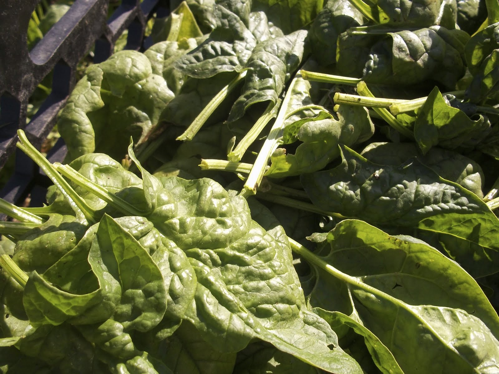 Culinary Types Field of Greens at Restoration Farm
