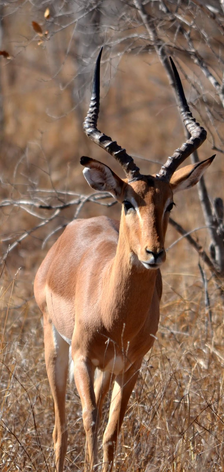 Photo of an impala.