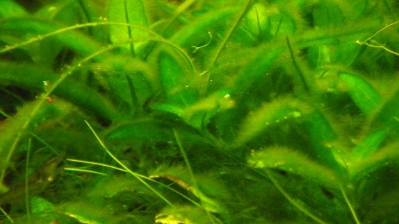 Mengapa Cyanobacteria Disebut Bukan Ganggang Yang