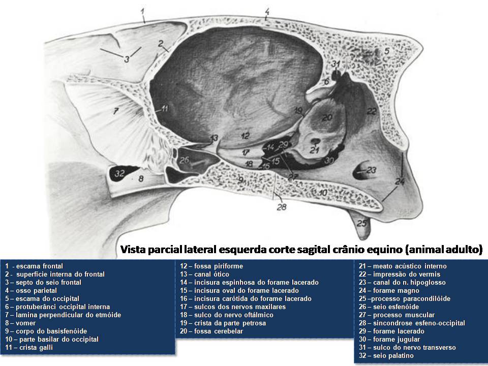 Equinos Cabeça Frontal - Esboço, Crânio e Contorno - Anatomia de Animais ( Cavalo) 