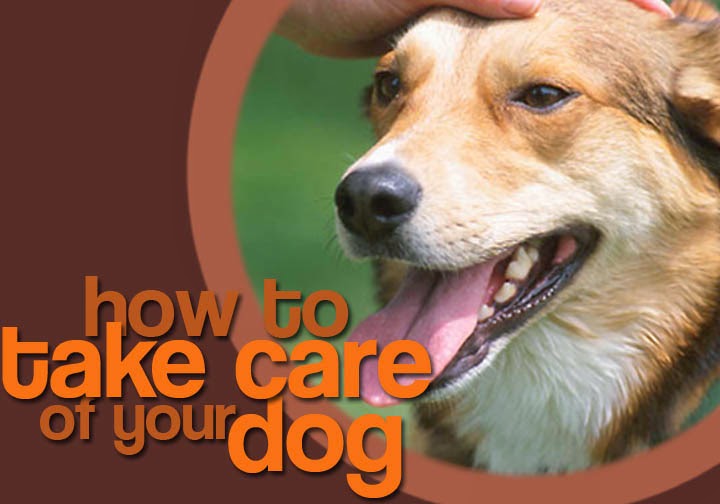How To Take Care of A Dog PETS FOR FAMILY