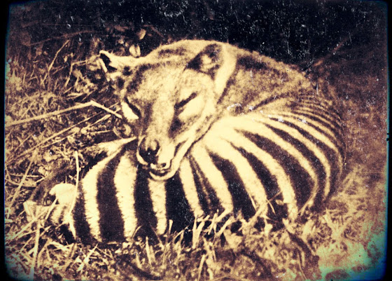 Βρετανοί κρυπτοζωολόγοι υποστηρίζουν ότι βρήκαν τη σπάνια τίγρη της Τασμανίας που εξαφανίστηκε πριν 80 χρόνια