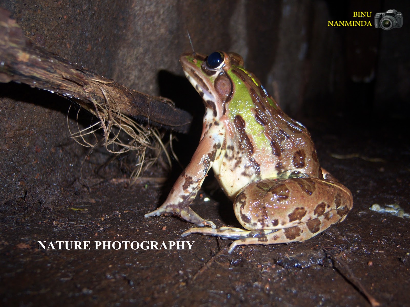 BINU NANMINDA: FROGS IN KERALA
