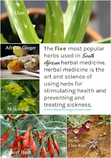 The five most popular herbs used for centuries in South African indigenous healing medicine are aloe, African ginger, milkweed, cancer bush and devils claw root.
