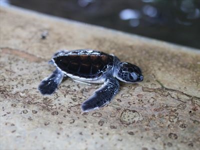 スリランカ現地旅行会社 ヤートラ トラベルズ Yathra Travels Pvt Ltd スリランカのウミガメ 産卵見学 子ガメの放流体験