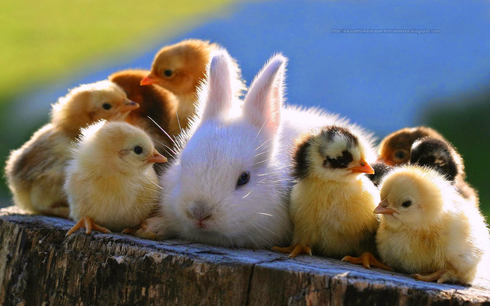 Beautiful Wallpapers In The World: Beautiful Rabbit Wallpapers in the world