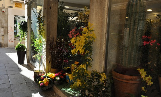 Tempo di mimosa ... Dedicated to the mimosa flowers in Venice