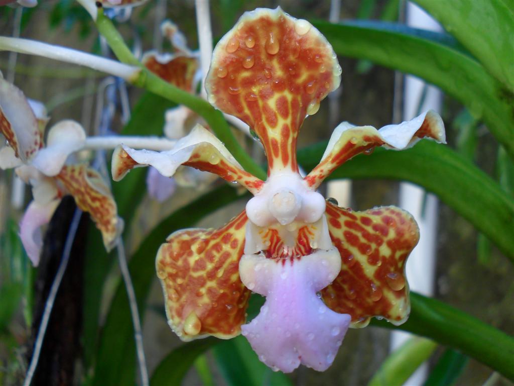 Orquidário da Flávia Vanda tricolor