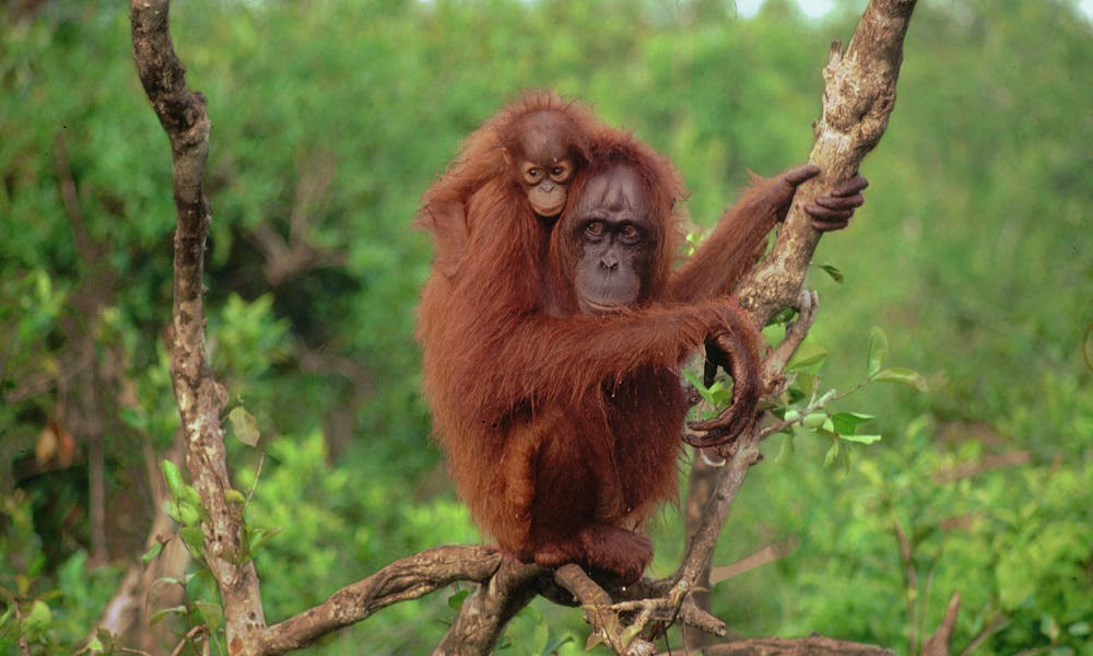 Borneo Orangutan or Pongo pygmaeus from Kalimantan Island Indonesia ...