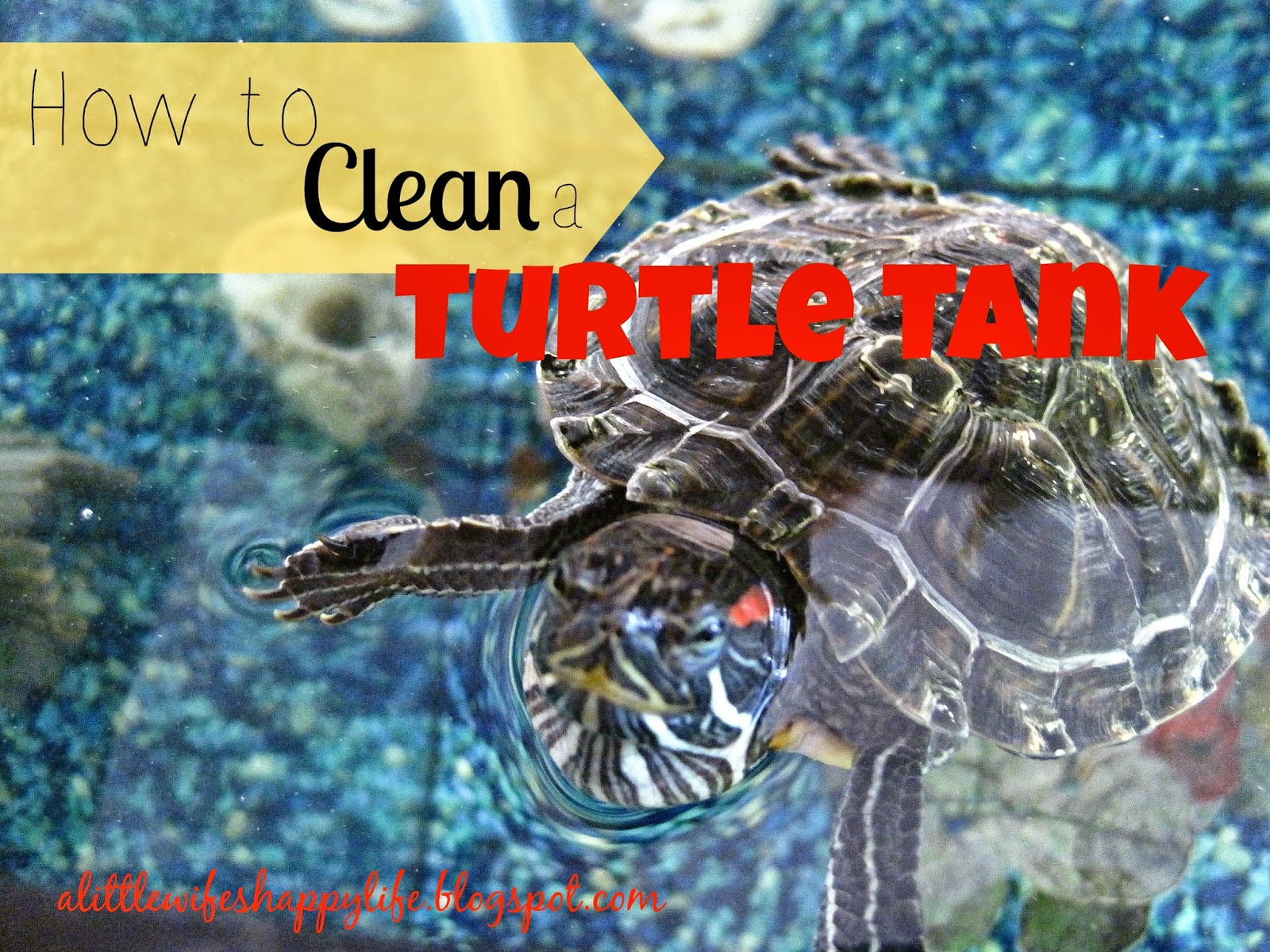 A Little Wife's Happy Life How to Clean a Turtle Tank