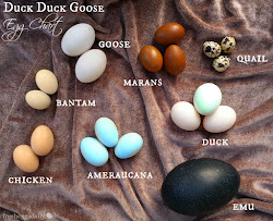 egg chicken duck goose emu identification chart quail coop lovingston va