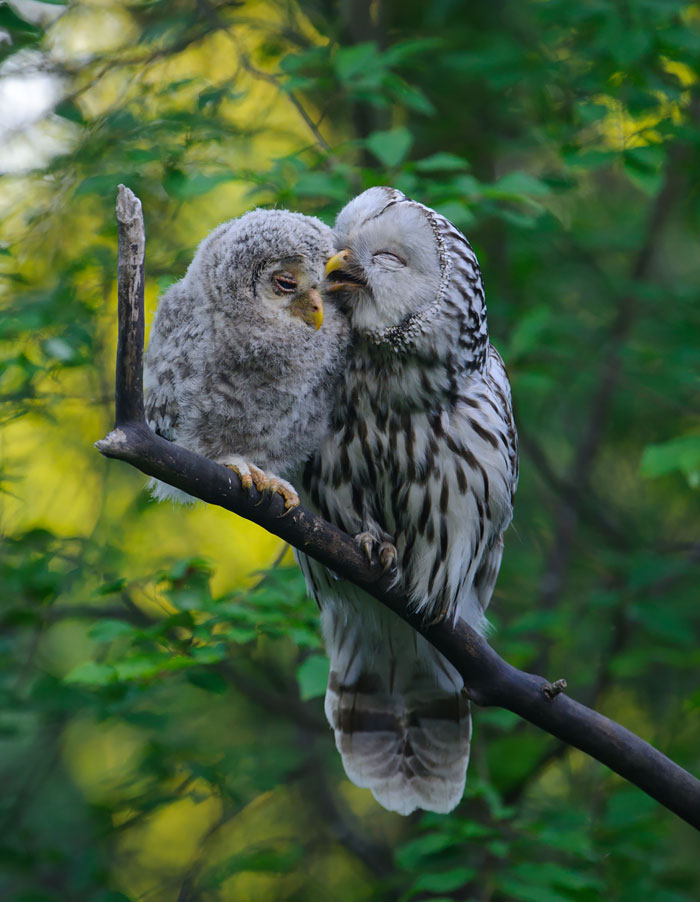  cute-bird-parents-33