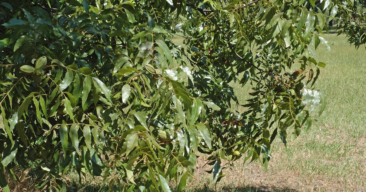Northern Pecans Pecan trees dripping sap?