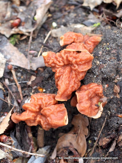 piestrzenice-pochyle gyromitria fastigiata, grzyby chronione, atlas grzybow, grzyby gatunkami, gatunek, jaki to grzyb, las bemowski, wiosna, mykologia, grzybobranie