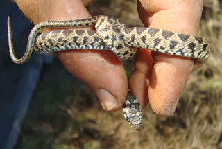 sonhar cobras pequenas significado