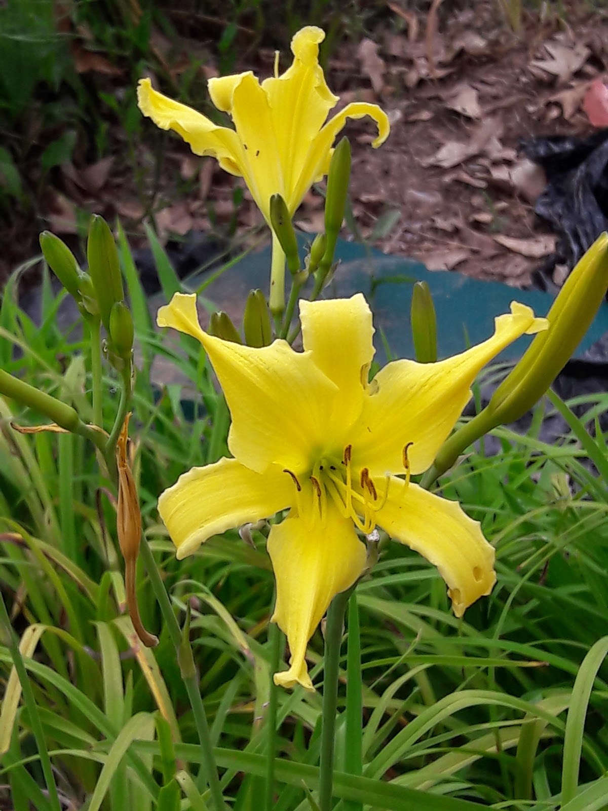Big Chicken Daylily Farm