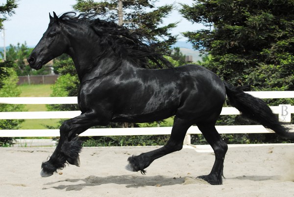 Hairy Black Horse Wallpaper Full HD Widescreen Download