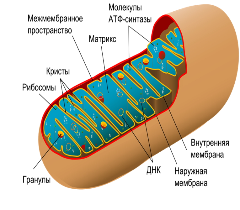 В каких клетках содержится митохондрия. Матрикс митохондрий. Строение митохондрии клетки. Строение мембраны митохондрии. Кристы и Матрикс митохондрий.