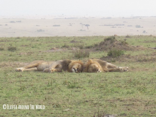 Leones con melena en Masai Mara Leones con melena en Masai Mara