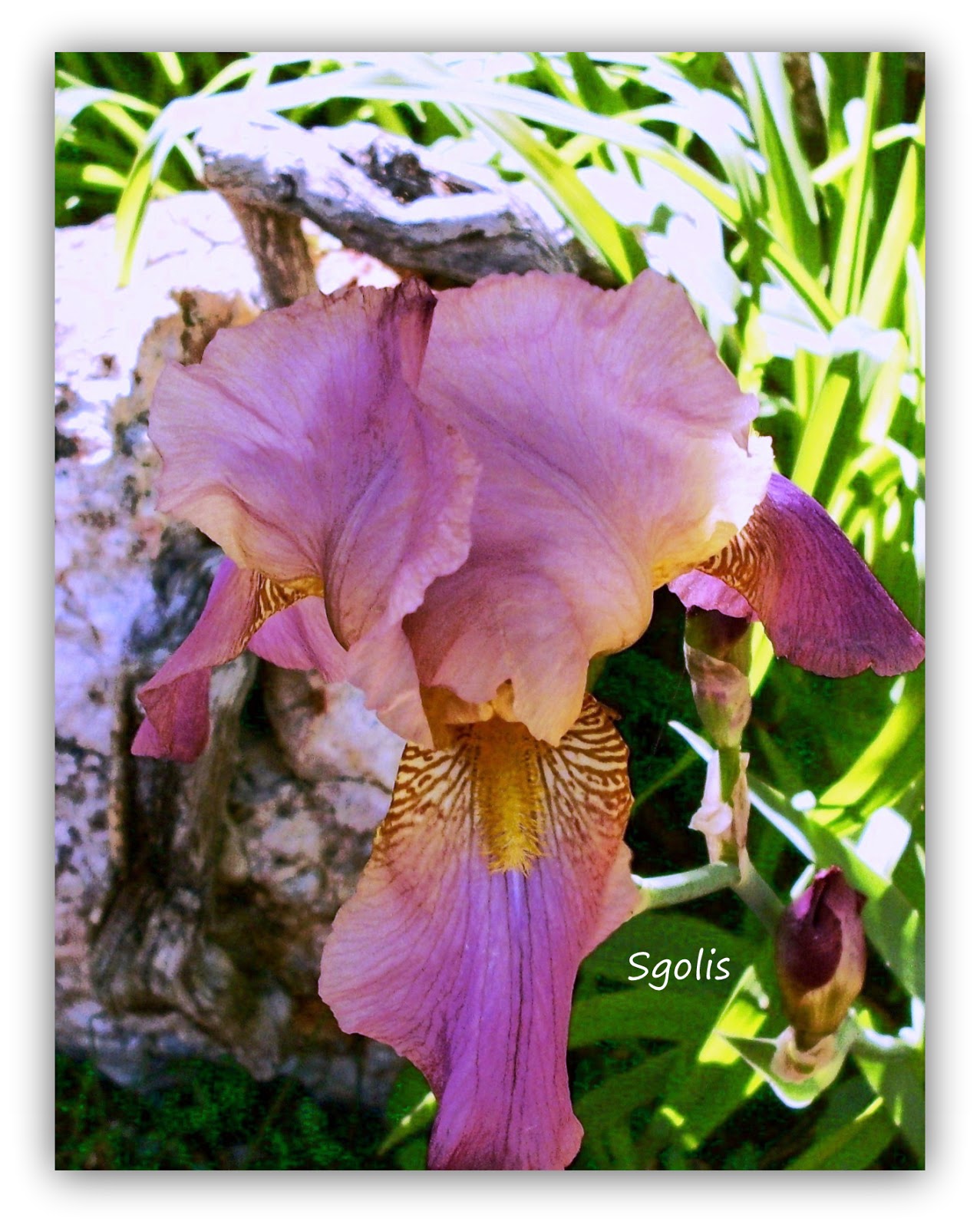 Yard and Garden Secrets: Royal Blue Batik Irises