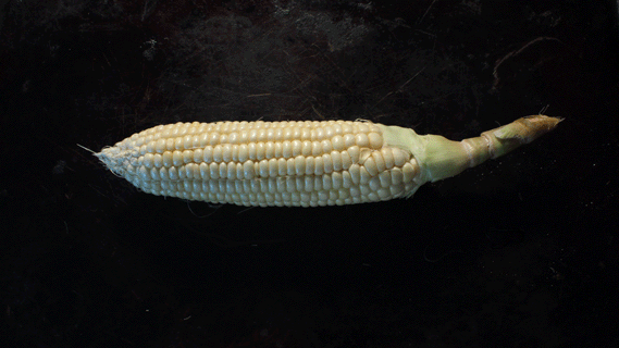 The 99 Cent Chef: Fresh Boiled Corn - Video Recipe