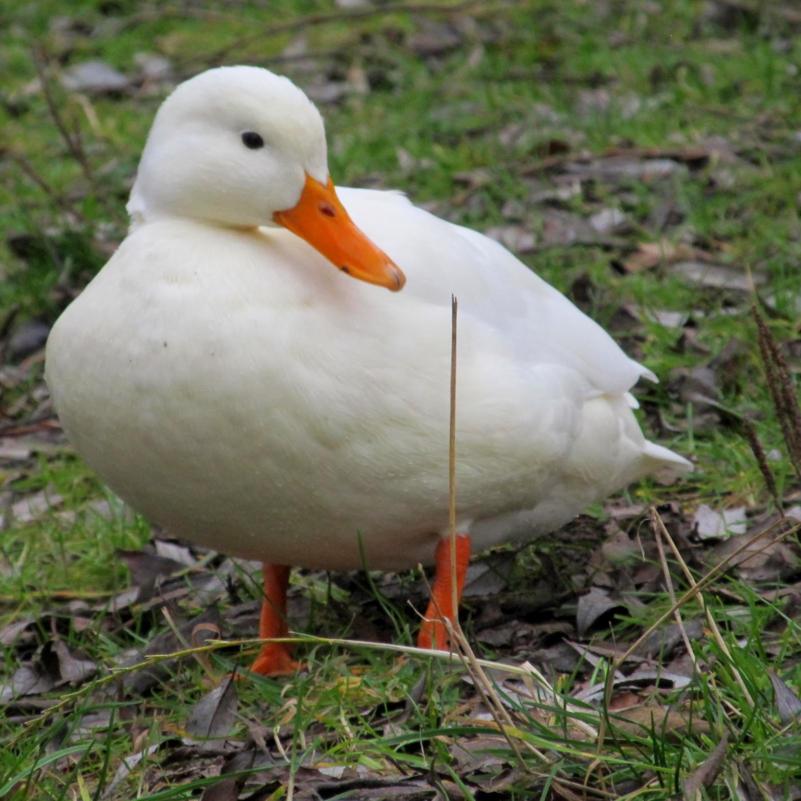 Draussen: weiße Ente