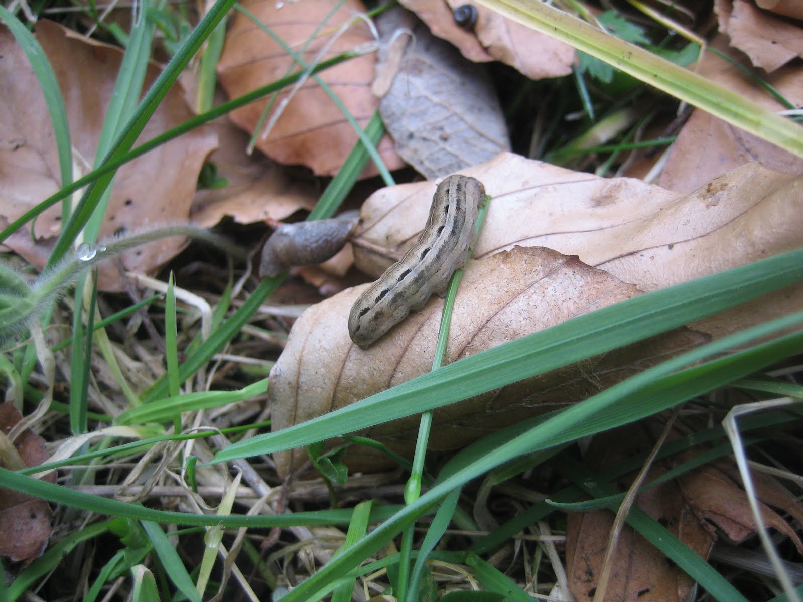 Martin's Moths: The very sleepy caterpillar