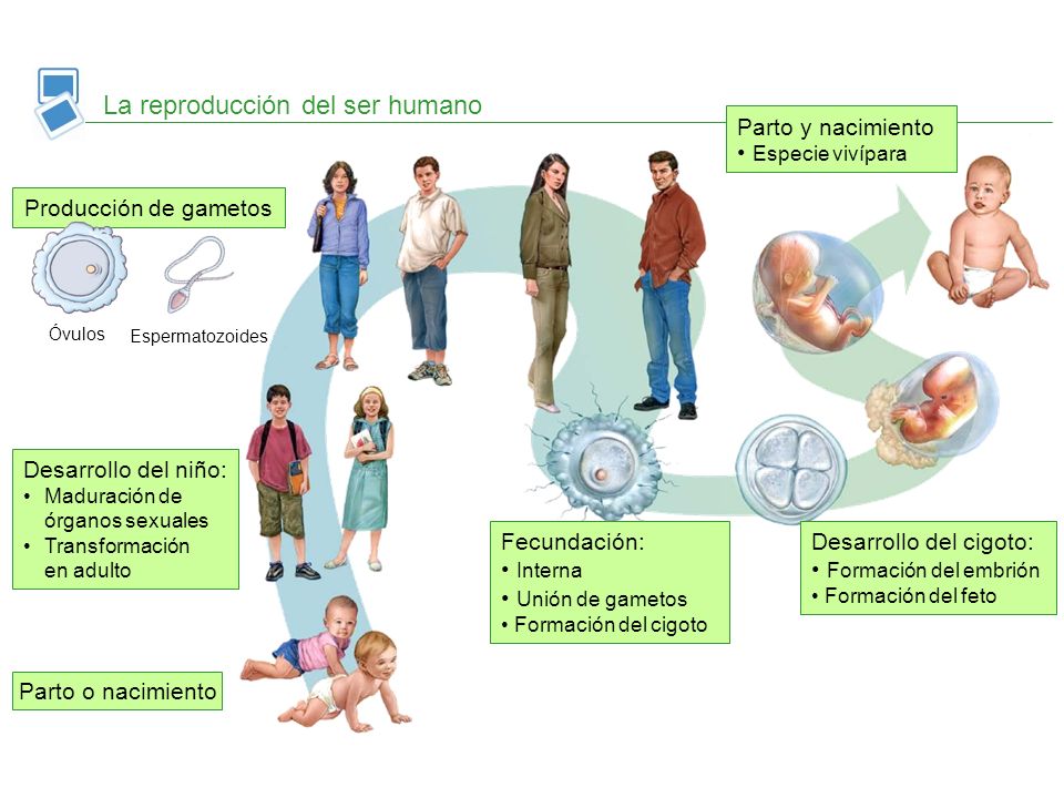 Etapas Del Desarrollo Humano Desarrollo Humano Cuerpo Humano Para Ninos ...