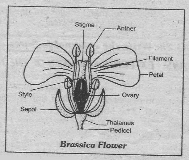 Notes Guide Book: Write a note on different parts of brassica flower.