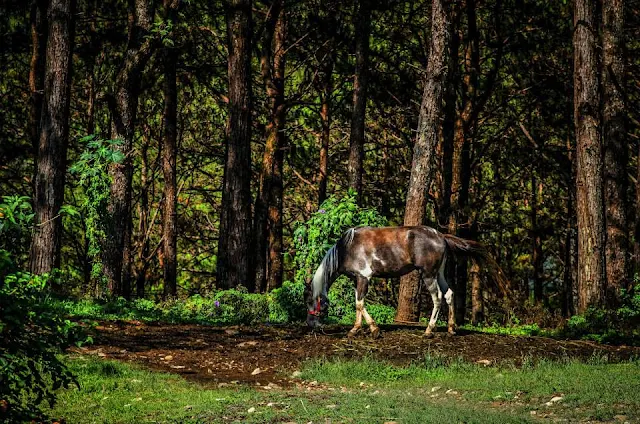 Equine Grazing Baguio City Philippines